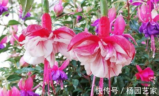 倒挂金钟注意4事项，做对了年年开花花爆盆