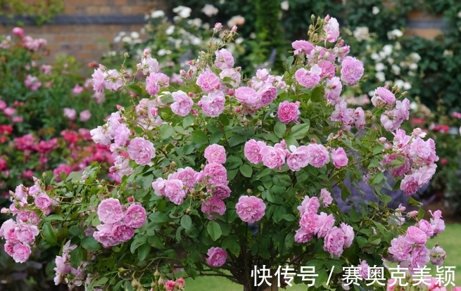 烂漫|想养花树没头绪？这三种花树，是公认的口碑好还“上档次”