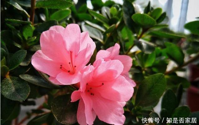 家里养杜鹃、山茶、栀子花，用点几毛钱的它，马上绿油油、花苞多