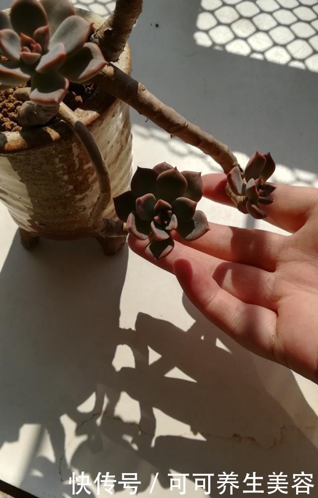 种植一年的“老桩”姬胧月，秋季惊人变化！