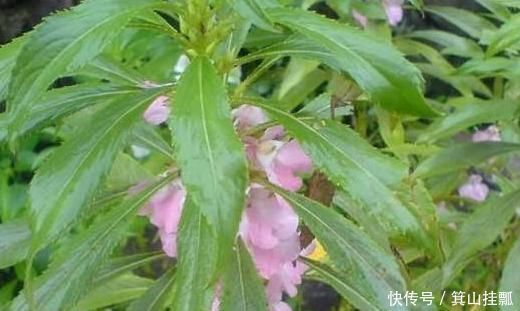 此野草泡水喝,通筋活络,腰不痛腿脚好