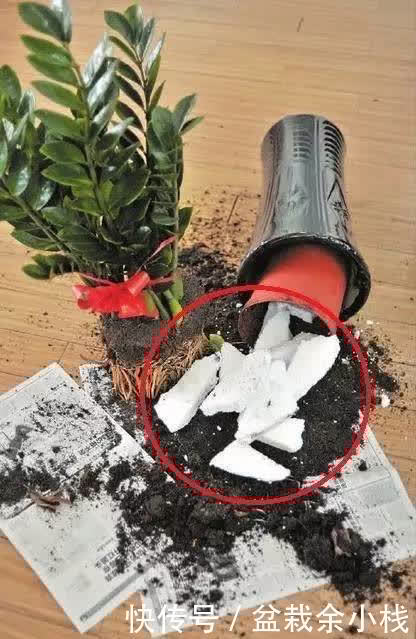 亮光剂|这5种花以后不要买了,很多人被坑了还不知道!