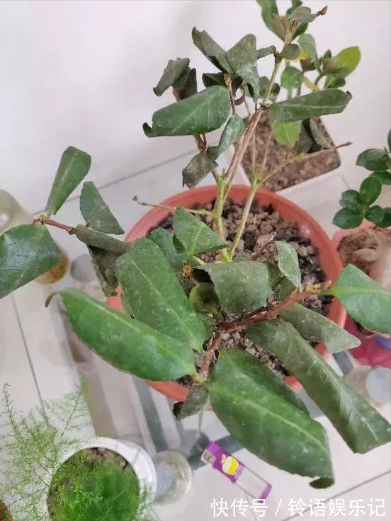 8种“坑人花”,过年谨慎入,没有“高技术”,养一盆枯一盆