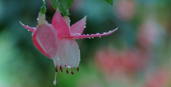 瀑布|现在最流行养这2种花, 开花时如瀑布, 花期一年300多天
