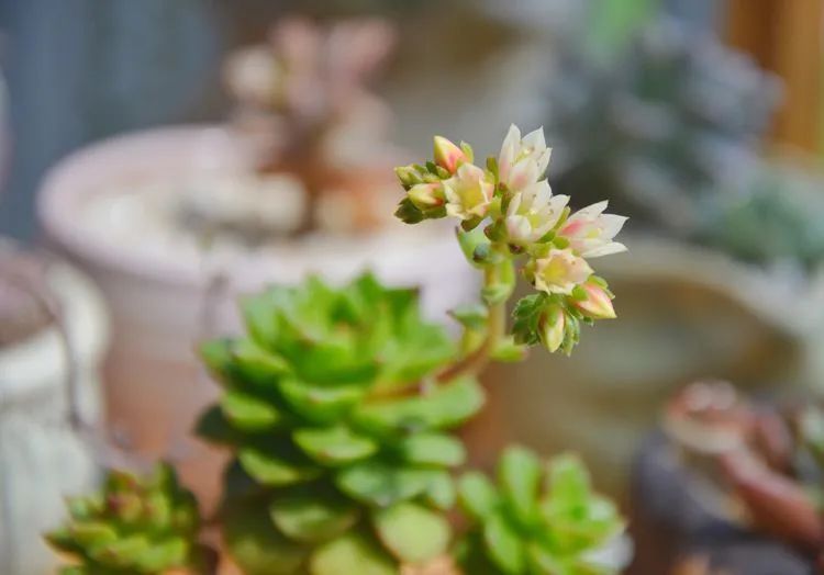 面朝大海的多肉们，在四季变迁中生生不息！