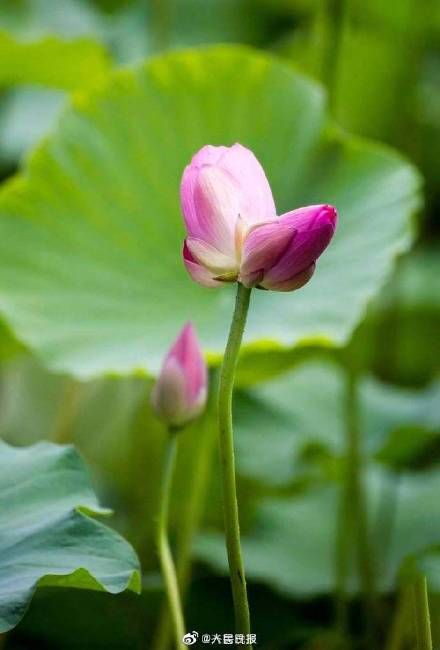 大明湖|好运“莲莲”！大明湖并蒂莲开花了