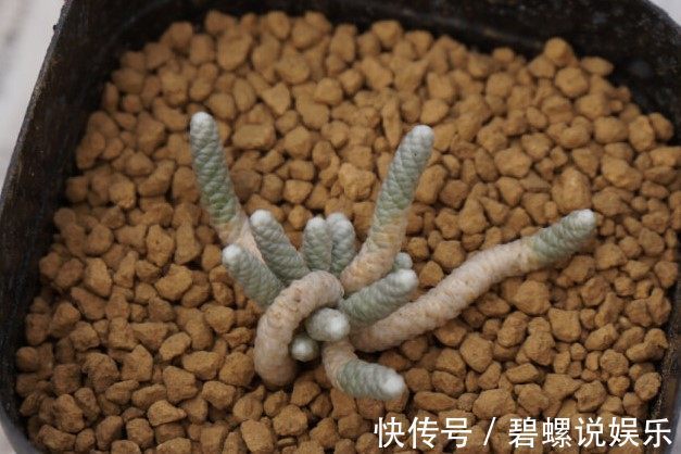 鹿沼土|造型奇特的块根盆栽多肉植物,具有非常高的观赏性!