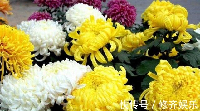 sod|菊花加一宝,每天一杯,能养肝明目,视力也好了,值得分享给家人