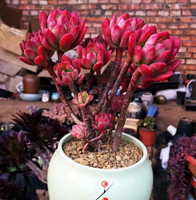 多肉中的红仙子,叶片肥美又红艳,长成老桩很轻松,太漂亮了