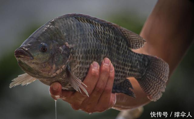 野钓实用性很高的3种钩型，分别应对大中小3类鱼情---皇禾钓具