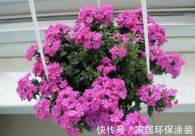 空间|家里这些花卉吊起来养,既增加了观赏价值,又节省了养殖空间