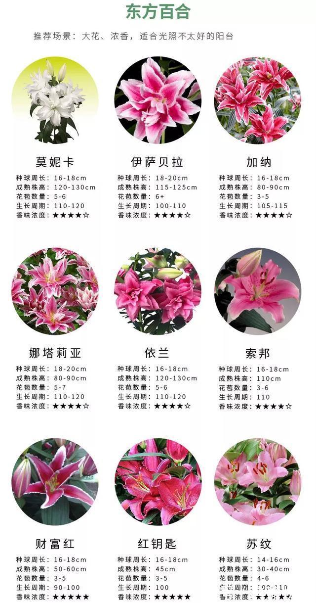 百合花|养百合花真上瘾，长的快、开花多，寓意还好，每个品种都想养！