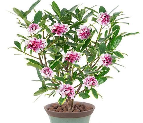 月季花|养了几十盆花,香味纯正、花开娇艳的就六种,一起见识一下吧