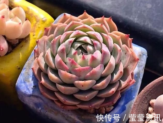 多肉|多肉植物移盆的2种方法,全方位解析哪种会更好,让多肉又肥又壮