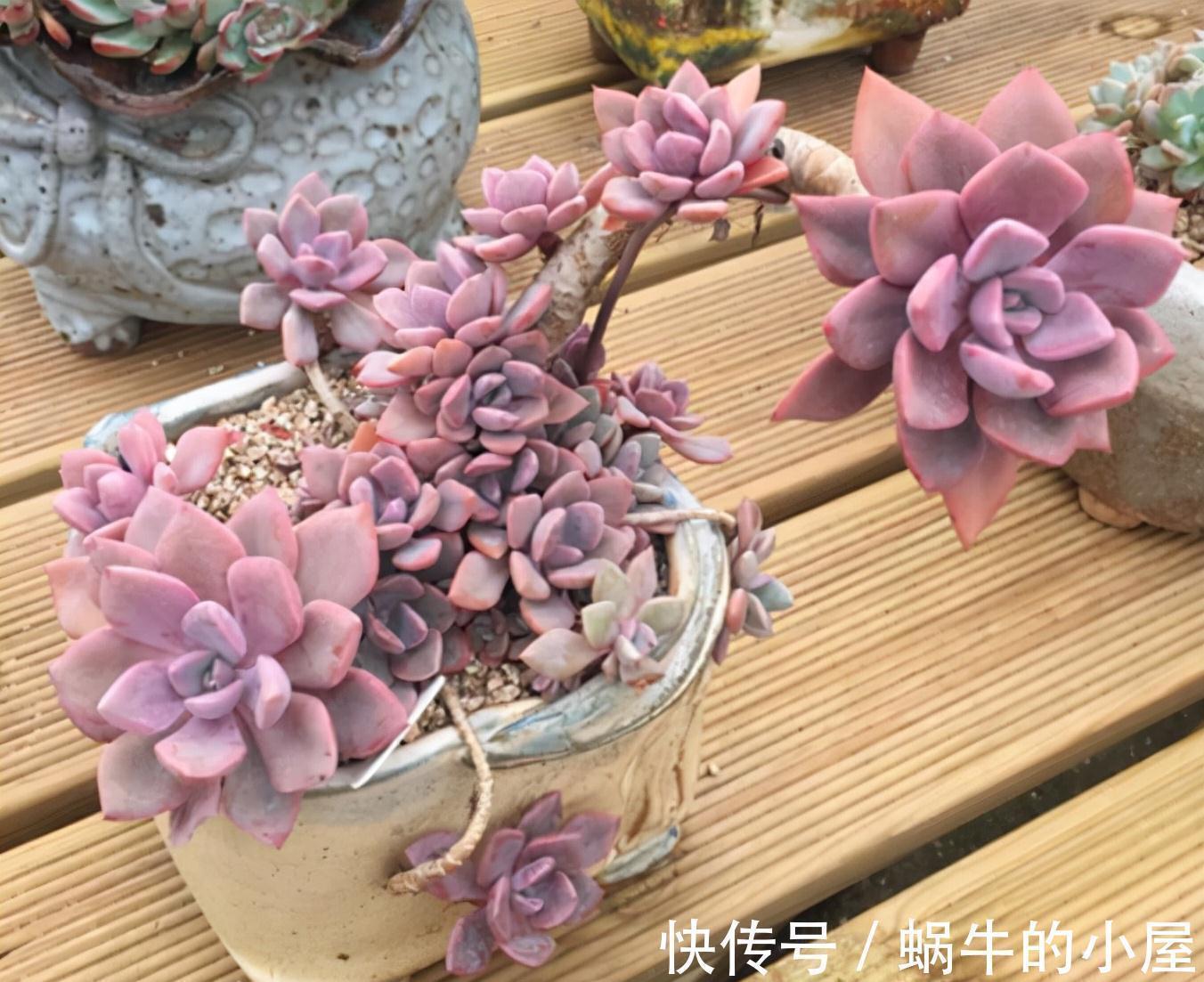 盘点9款上色快的多肉,皮实好养颜值高,适合新手和懒人