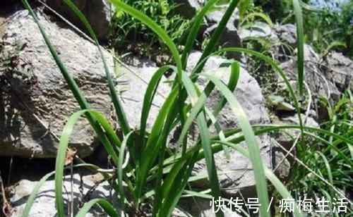 路子野|它和韭菜是“双胞胎”,却被烂在地里,不仅能吃,还能治病!