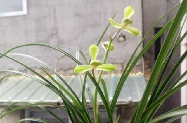 花友们|“它们”是天然的氮磷钾肥，兰花用上了，想不爆盆都难