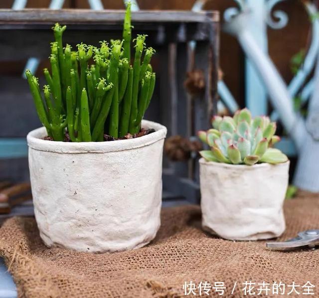 家里养几盆光棍树,清雅又别致,新手也能轻松上手