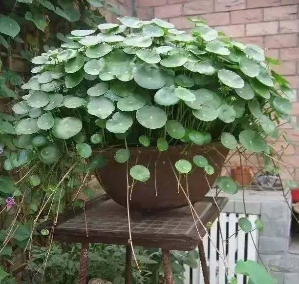 除草剂|绿萝算啥，养盆“铜钱草”，招财又好养，“泛滥成灾”怎么办