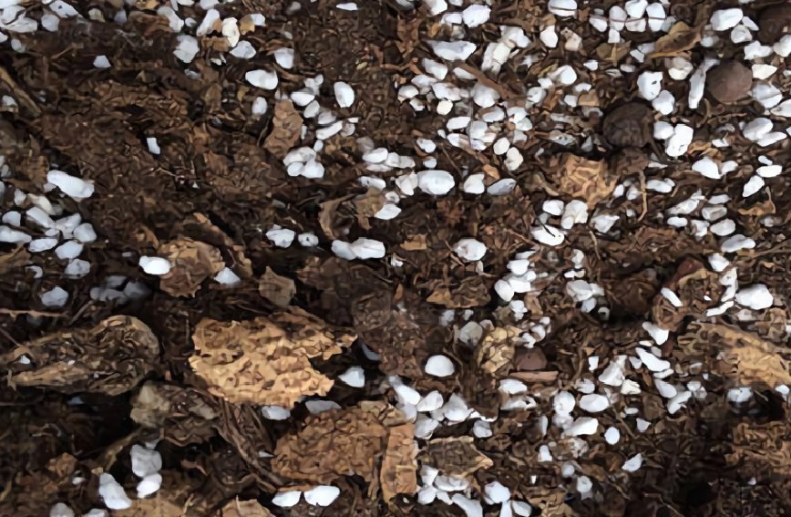 营养土|3样东西,吃完留下“废壳”,闷一闷拿来养花,比营养土强10倍