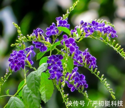 蕾丝|养花就养“姿态曼妙”的,花瓣边缘镶嵌着花波,如蕾丝花边太美了