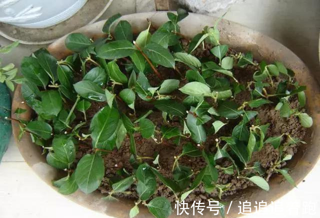 还在养吊兰3种花剪根枝,插土里就能活,半年成花墙,太惊艳了