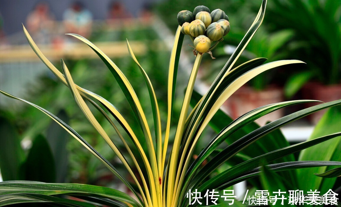 花期|“春不出,夏不晒,秋不干,冬不湿”,君子兰的四季莳养