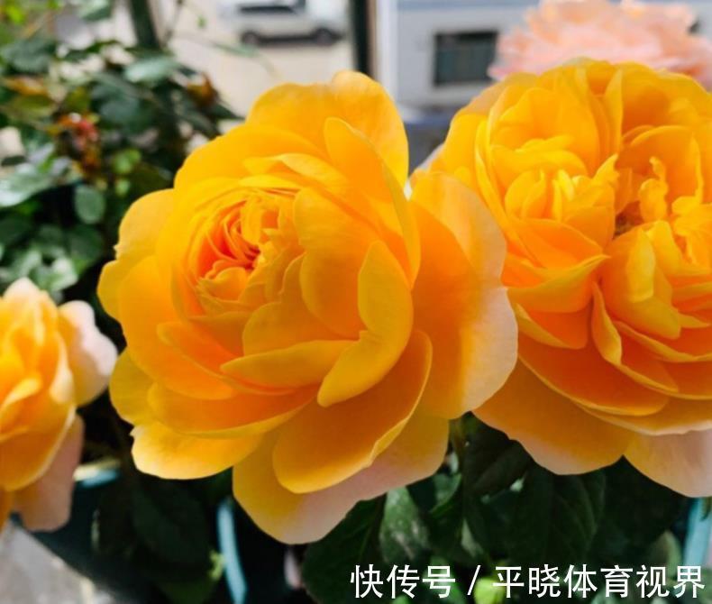 花卉|养花六年,4种花一直不舍得扔,我有喜欢它们的理由