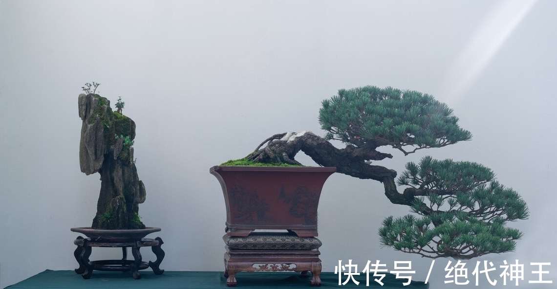 三招教会你,让树桩快速发芽成活,方法简单,一看就会