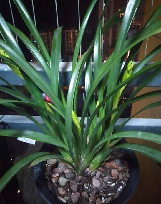 兰花养不好，就学1招“绝妙的技巧”，用后叶芽蹭蹭长，花开不停