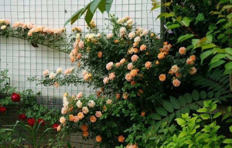 土壤|养花想盆栽土越来越肥沃，想不年年换土，隔3个月添些它就搞定