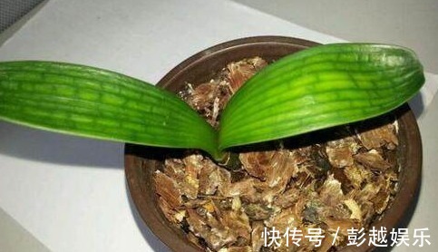 君子兰用“它”养,10年不施肥,新芽呼呼窜,开完一次又一次!