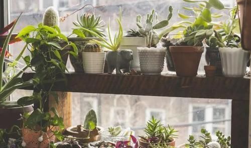 板结|多肉,为什么自己养了一段时间就“变瘦”?原因全在这里