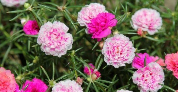 最适合新手养的4种花,花色全还香,瘦身又美容,赏花还变美!