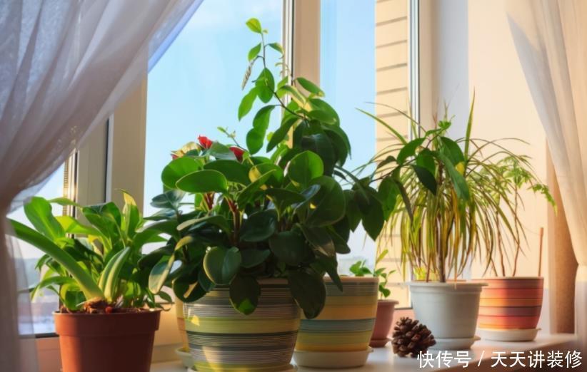 糟蹋|养花不懂得浇水的技巧,只会白糟蹋钱和植物