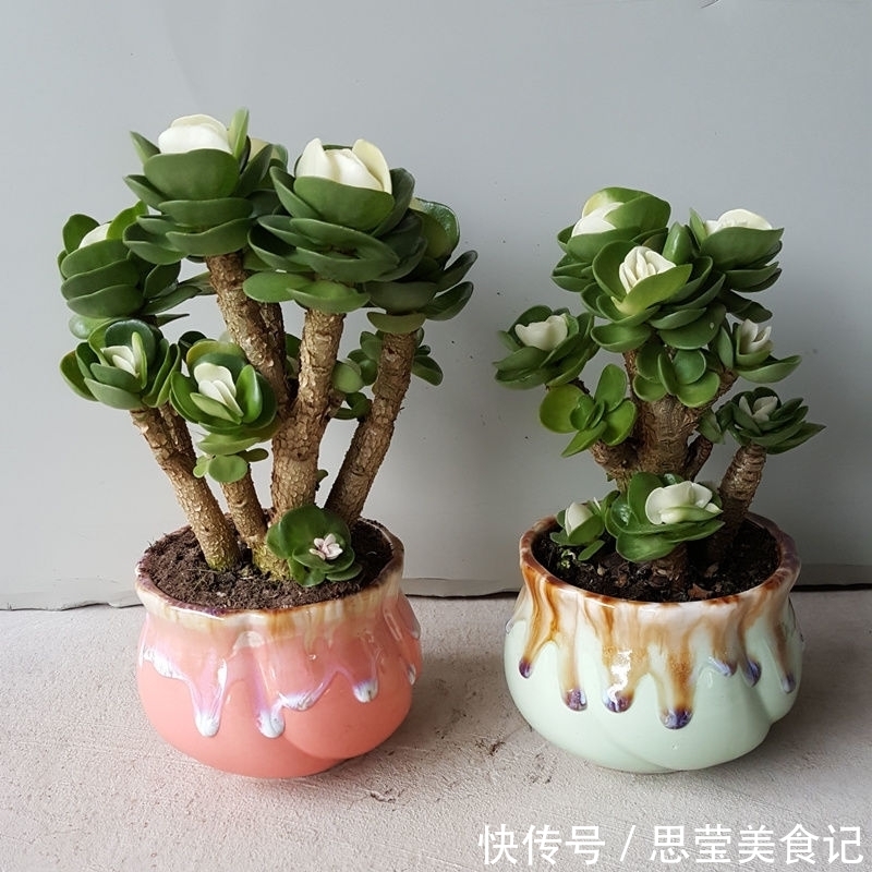 七种带“钱”的花,好看又好养,寓意吉祥,财源滚滚,建议养一盆