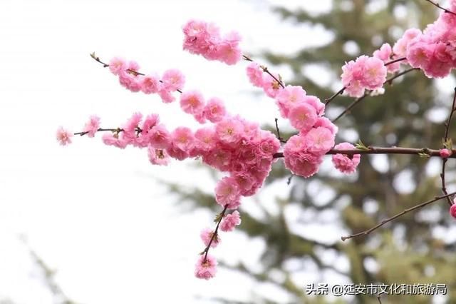 春有约，花不误，年年岁岁不相负--芳菲四月，黄陵花开，等你相遇~