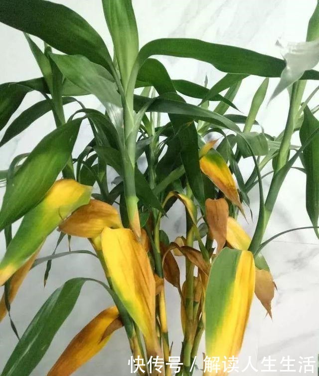 这6种“生财花”,夏季养家里,“浇水”要注意,否则黄叶、烂根!