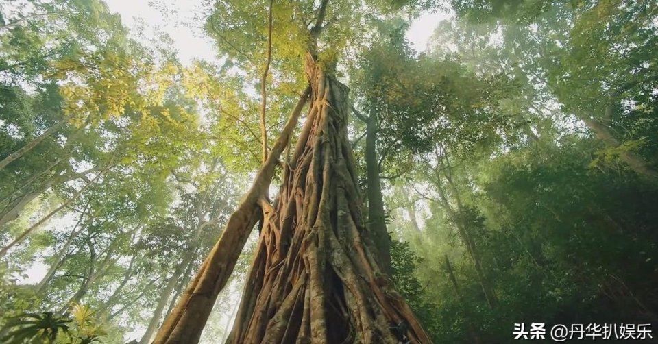 《司藤》:白金的先见之明,揭开西竹变脸之谜