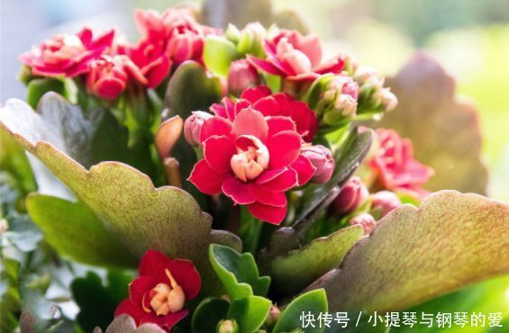 4月24日开始,养花试试这几款,观赏性强,花开漂亮似牡丹