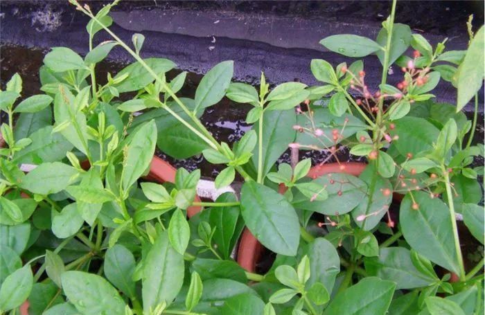 野山参|农村植物“土人参”,如果在您家乡出现,请别当成杂草,太珍贵了