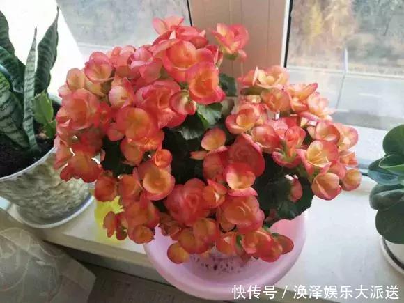 种花|3种花人称“夏必死”,买一盆死一盆,新手小白别忽视