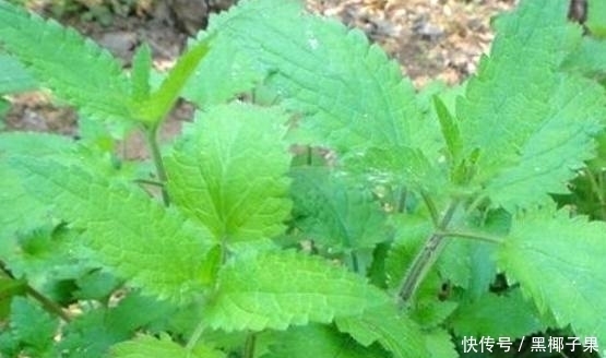 中医|大山里的这“假冬虫草”，你吃过没？中医说它对治疗肺结核有奇效