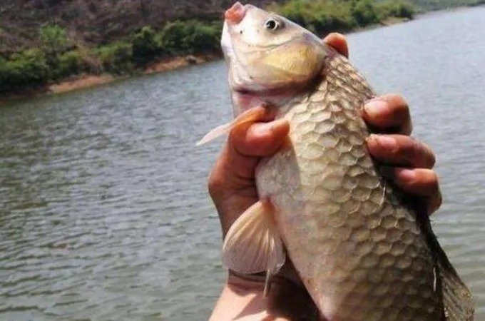 老司机:冷天开饵岂能乱来!多用四步,中鱼率高,刚下竿就有口