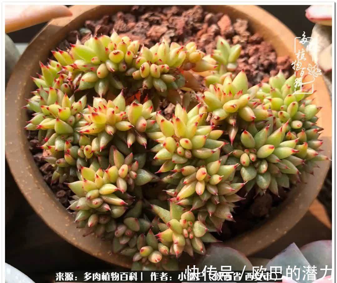 从景天到水泡和肉锥,那些年阳台种植多肉的历程!