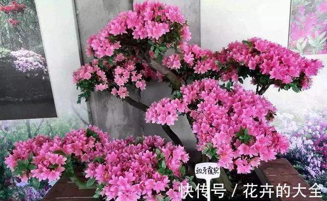 磷酸二氢钾|以下花想要养好难度大,需要熟知它的习性,养护上还要少犯错