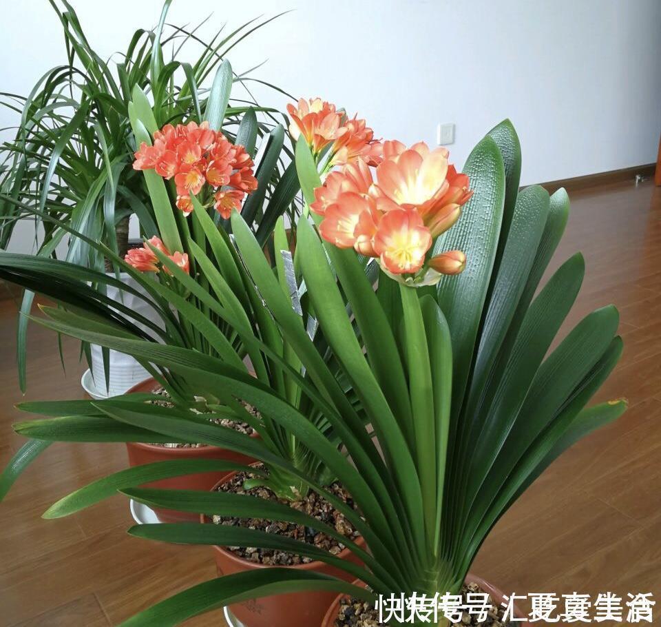 给裸根君子兰“催根”，教你3个方法，养40天冒出“大粗根”