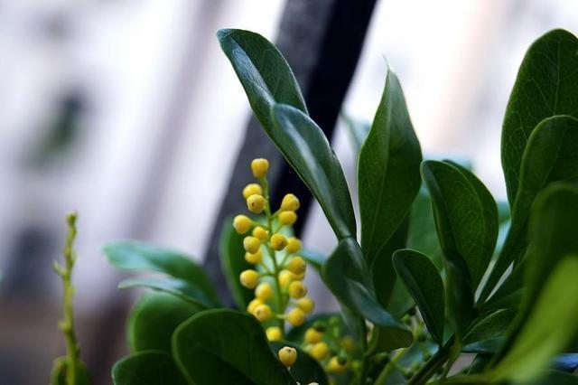 米兰花长得好,关键在“铁溶液”,不能浇太多,换土换盆麻烦多!