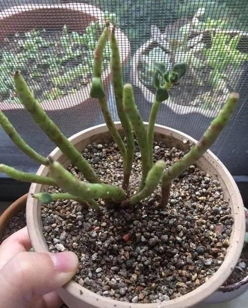 养花叶子掉光了，只剩光杆，如何挽救？