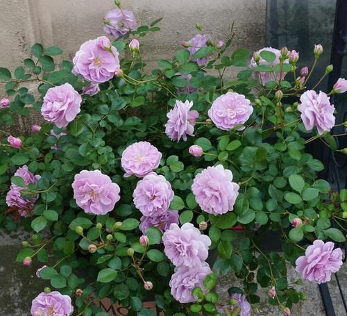  稀有|最值得养的月季，花色稀有，开花量大，一开就是300天，从不生病